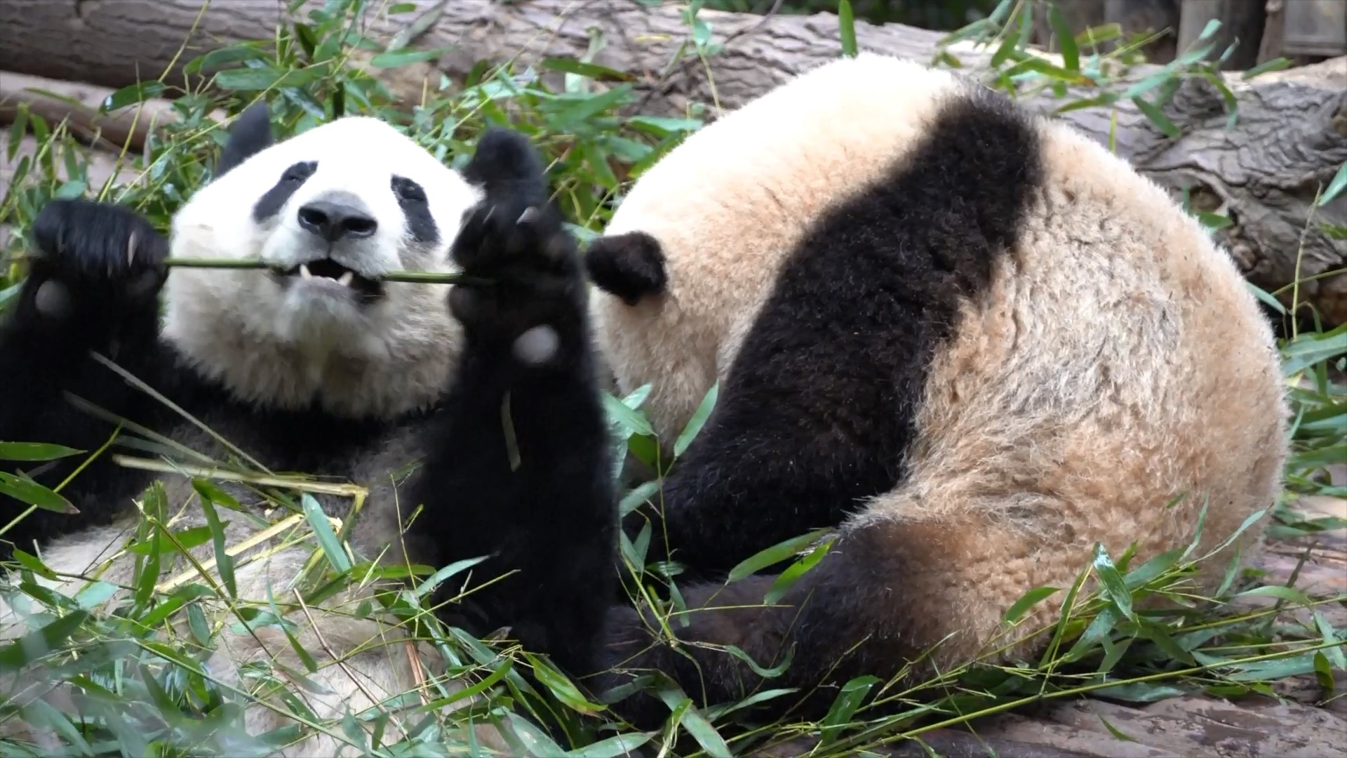 He Hua dan panda lainnya di pangkalan bahkan menarik pengunjung internasional