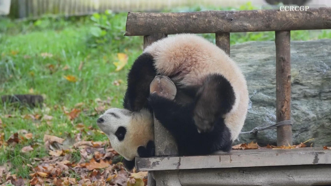 Aksi Lucu Panda Raksasa yang Meliuk-Liuk Terekam Kamera