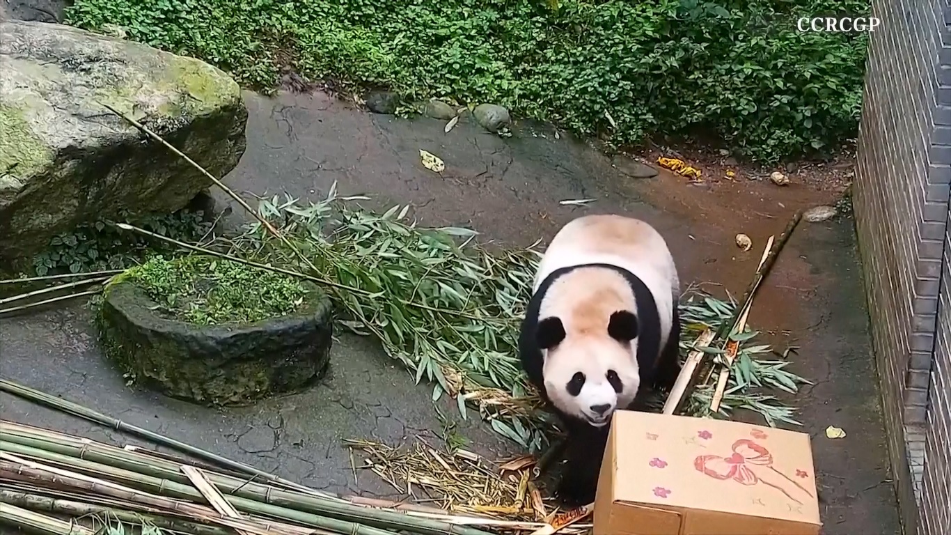 Rekaman yang dirilis pada 13 Agustus 2024 itu memperlihatkan panda raksasa betina berusia empat tahun