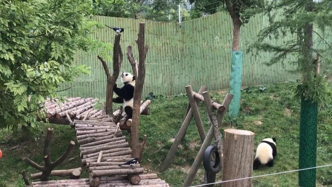 Interaksi yang menyenangkan antara panda dan burung ini menunjukkan sisi menawan dan rasa ingin tahu panda