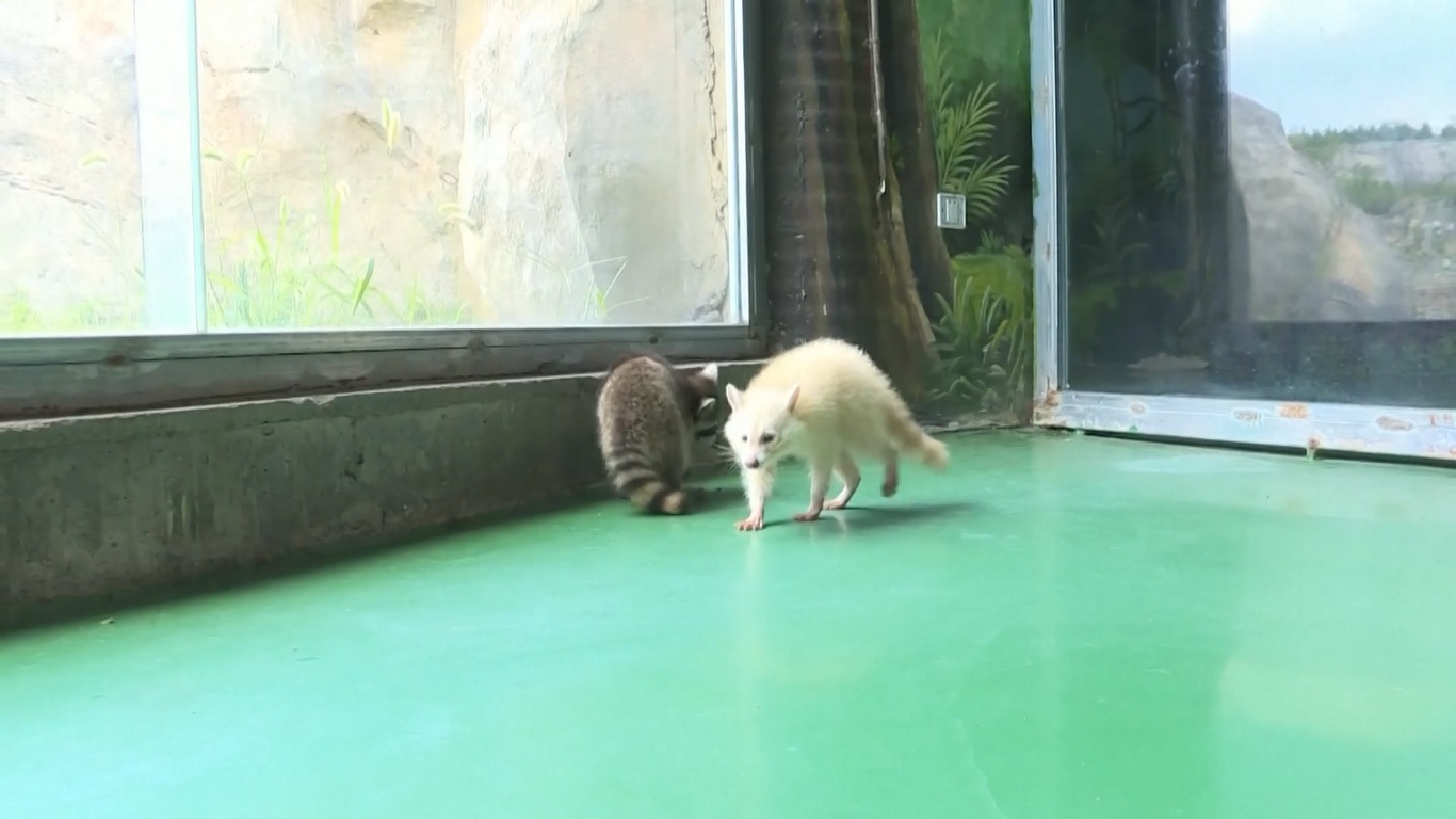 Zhenzhu saat ini dalam kondisi sehat dan mampu bergaul dengan sesama anak rakun dari kelompok yang sama