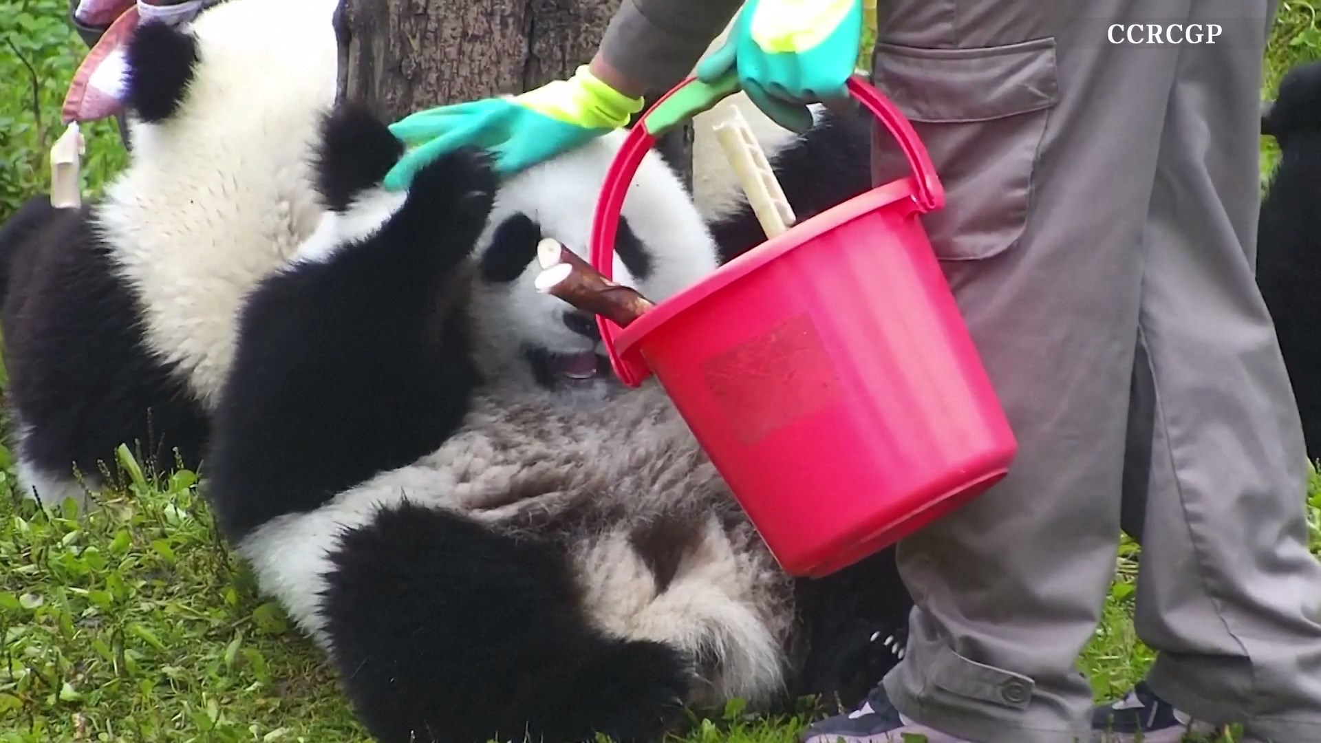 Rekaman seekor anak panda berbulu halus sedang memakan rebung sambil menikmati perhatian dari penjaganya dirilis oleh Pusat Konservasi dan Penelitian Panda Raksasa Tiongkok (CCRCGP) pada tanggal 23 Oktober