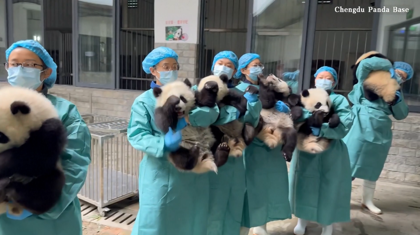 Anak-anak Panda di Chengdu Berkumpul untuk Sampaikan Ucapan Selamat Tahun Baru Imlek ke Seluruh Dunia