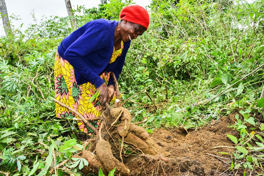 Chinese Academy of Tropical Agricultural Sciences (CATAS) akan membantu negara-negara termasuk Nigeria Mozambik dan Republik Kongo membiakkan varietas singkong yang lebih baik