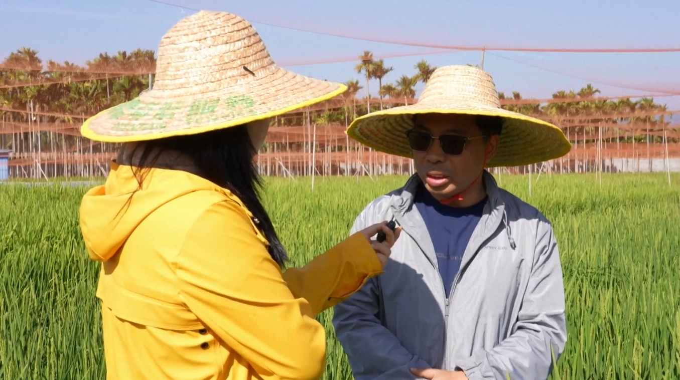 Ilmuwan Tiongkok Gunakan AI dalam Pemuliaan Benih Padi