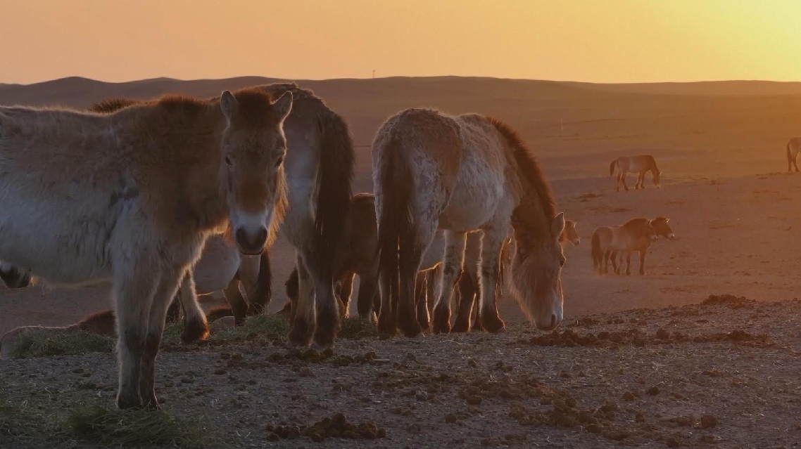 Tiongkok Lepasliarkan Kawanan baru kuda Przewalski di Xinjiang