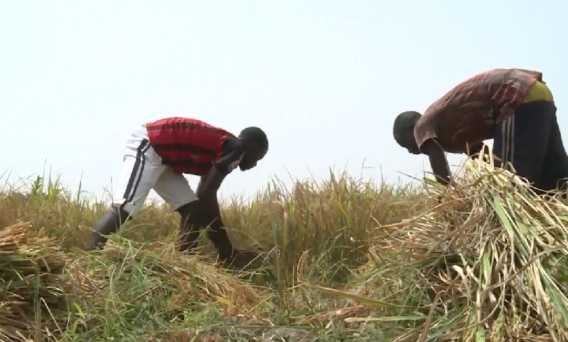 Green Super Rice Project telah diluncurkan oleh para ilmuwan pertanian Tiongkok di Nigeria bagian tengah utara