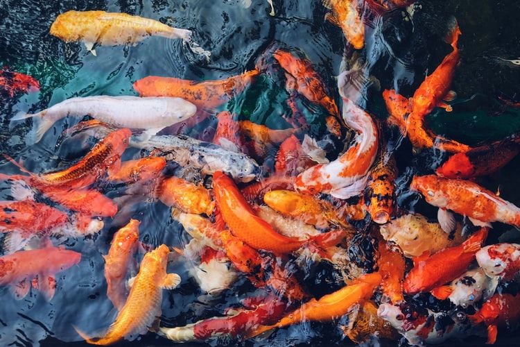 Danau Qinghai di Tiongkok memiliki 114