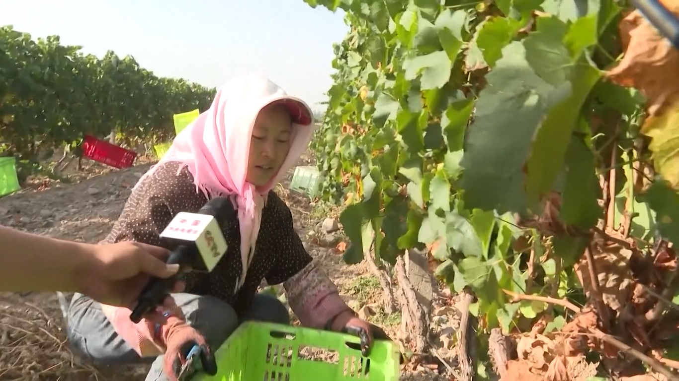 Kebun anggur seluas 80 hektar di Kota Yinchuan dipenuhi oleh para petani lokal yang datang untuk membantu memanen anggur putih