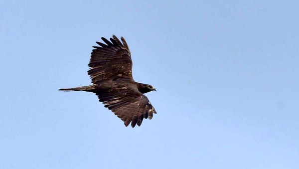 Fenomena alam yang berharga ini terjadi secara reguler dimana burung-burung tersebut terbang berpindah dari lokasi dan berkembangbiak pada saat musim dingin ke lokasi yang hangat guna menghabiskan waktunya menunggu musim dingin selesai
