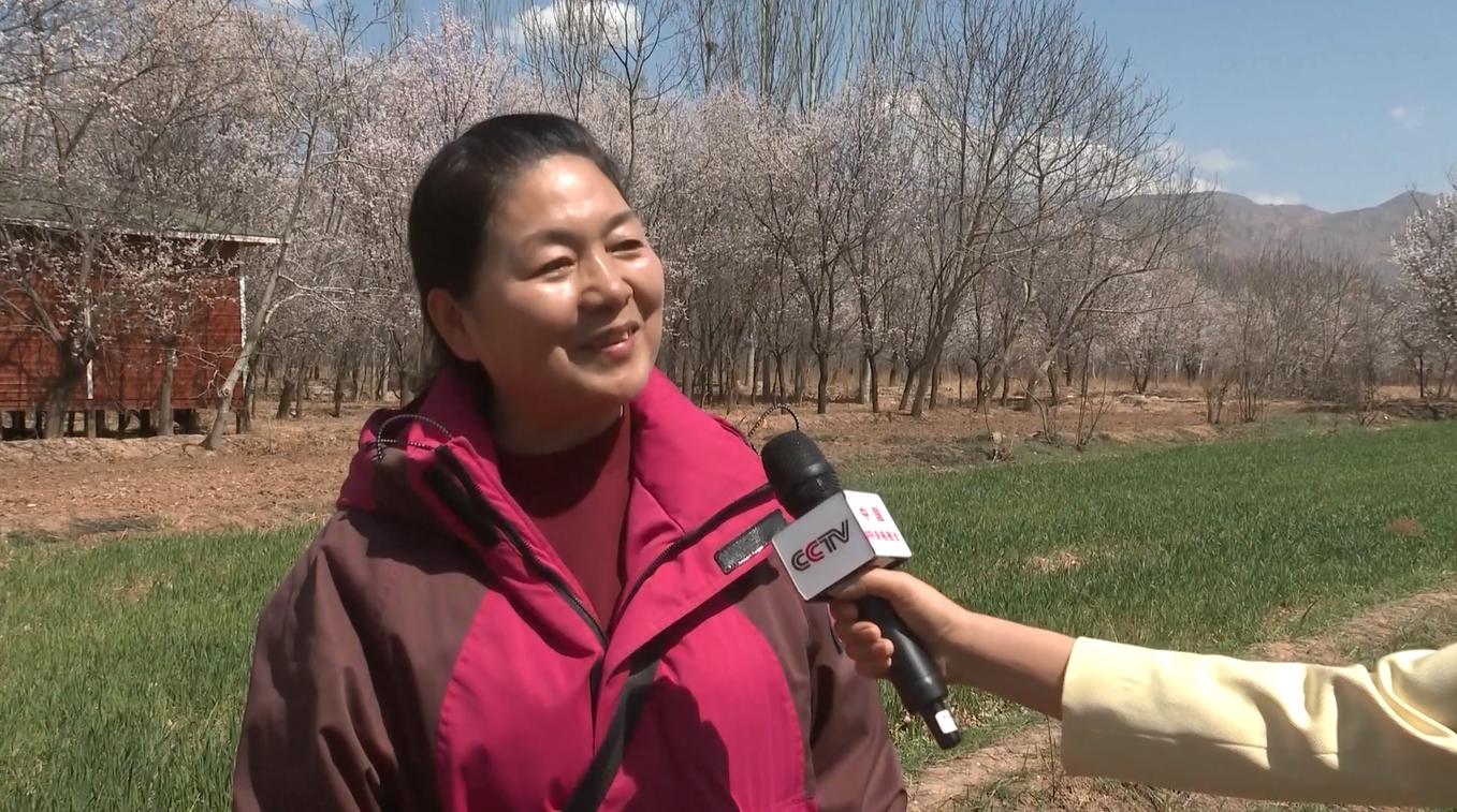 Keluarga-keluarga Tiongkok Rayakan Festival Qingming dengan Perjalanan Musim Semi dan Kegiatan Budaya