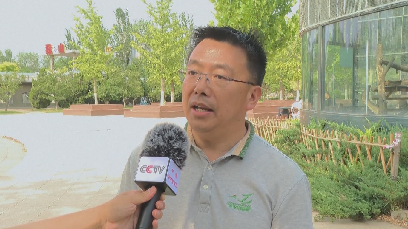 Di area pameran panda raksasa