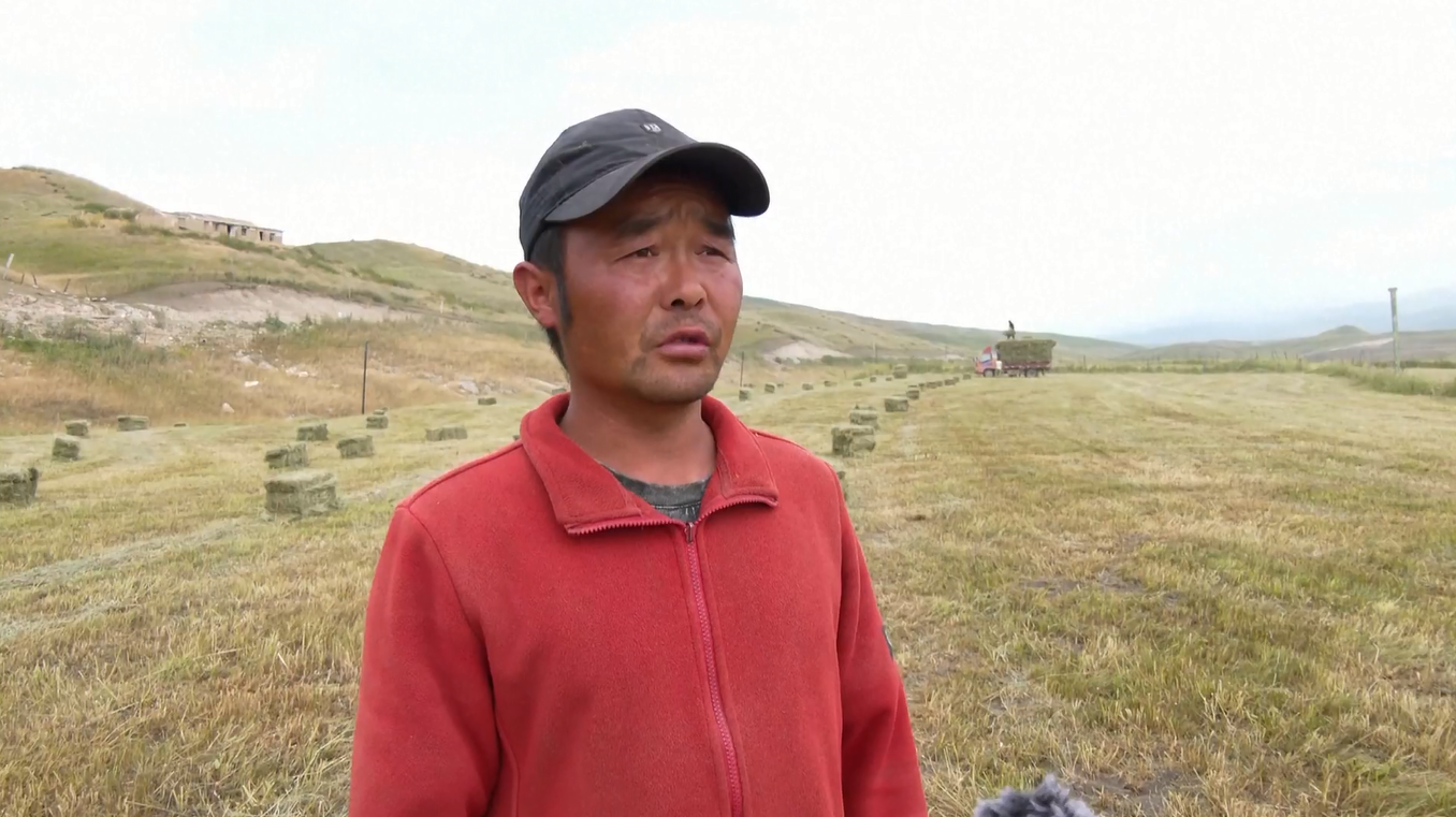 Padang Rumput Xinjiang Hasilkan Panen Jerami yang Melimpah Saat Para Penggembala Bersiap Hadapi Musim Dingin
