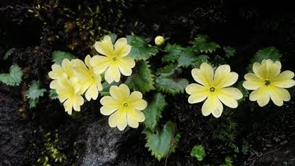 Saat menyelidiki sumber daya tanaman rempah-rempah di Provinsi Yunnan pada 2022 para peneliti menemukan spesies Gesneriaceae yang tidak dikenal di dekat perbatasan Tiongkok-Vietnam di Kabupaten Jinping