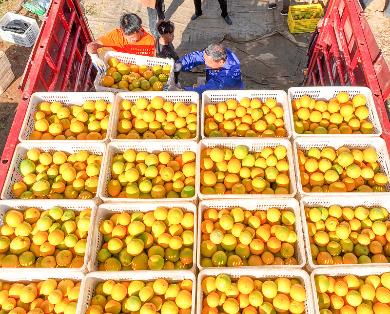 Para petani di Kota Yongzhou telah mengadopsi praktik bisnis baru seperti penjualan online untuk meningkatkan pendapatan mereka dalam beberapa tahun terakhir