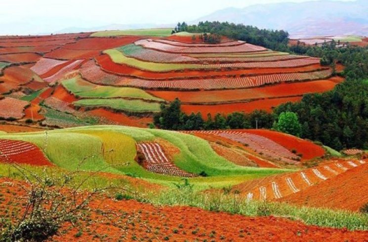 Tanaman yang tumbuh di Dongchuan Red Land ini diatur sesuai warnanya