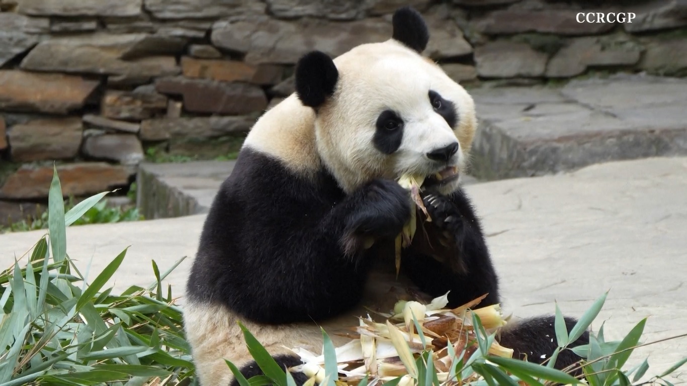 Panda muda tersebut memikat hati netizen dan pengunjung selama berada di Korea Selatan dengan penampilannya yang menggemaskan dan pesonanya yang unik