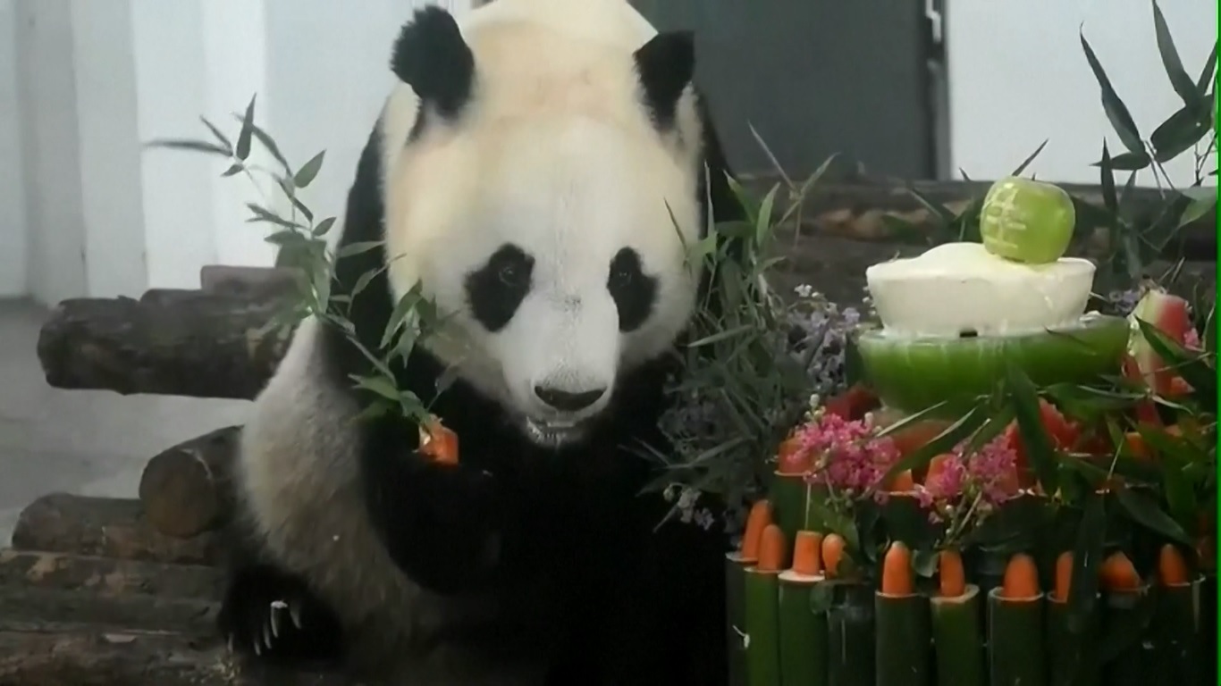 Lou Sheng adalah panda pertama yang ditangkarkan di Pusat Penelitian Panda Raksasa Qinling