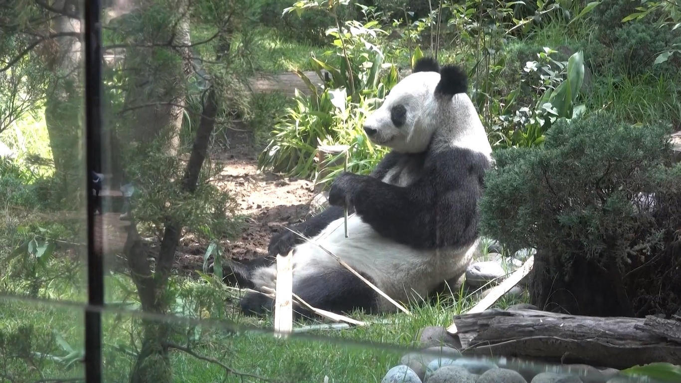 Panda bernama Xin Xin itu disajikan kue apel yang dibuat khusus untuk ulang tahunnya