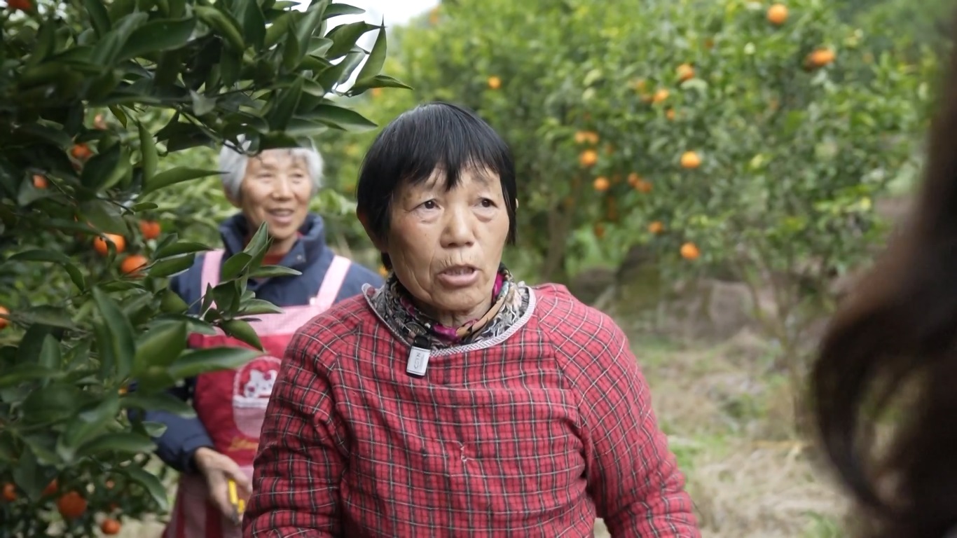Teknologi dan Ekspor Berhasil Mengubah Bentuk Pertanian Jeruk di Desa di Barat Daya Tiongkok