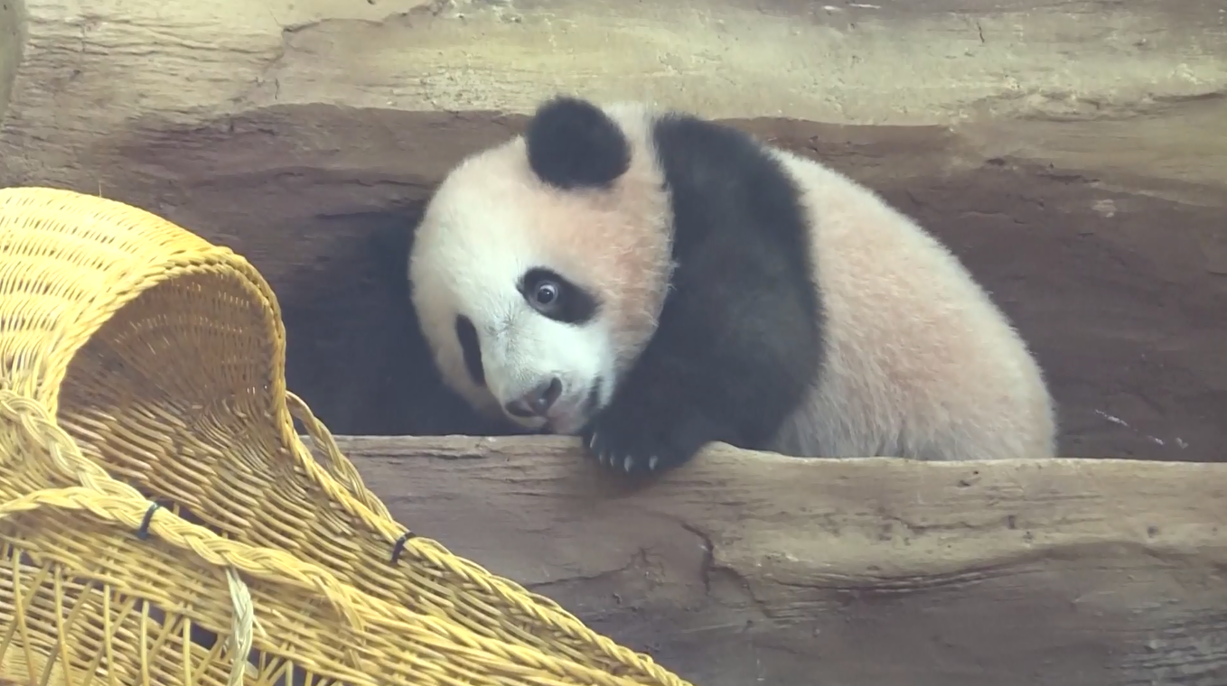 Anak Panda Raksasa Kelahiran Indonesia Menikmati Popularitas setelah Bertemu dengan Publik