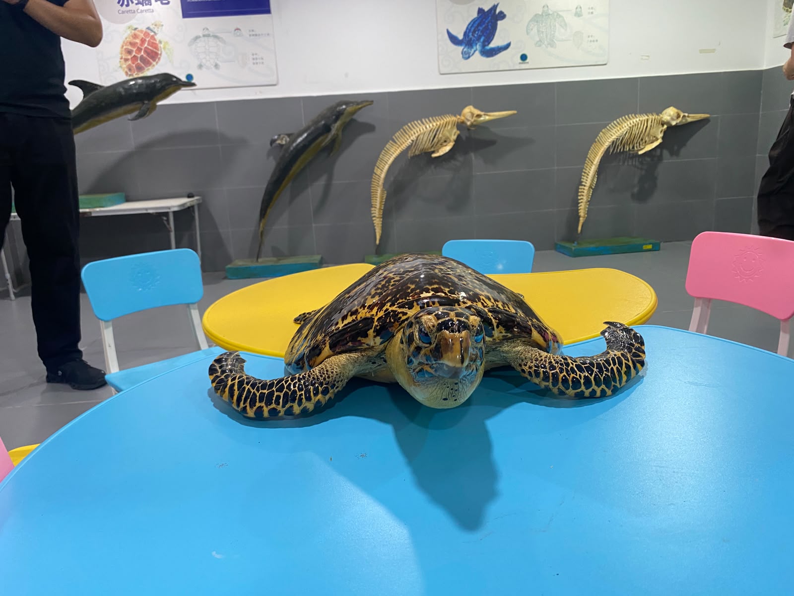 Mengenal Blue Ocean Conservation and Rescue Center, Pusat Penyelamatan Satwa Laut Berstandar Internasional di Hainan