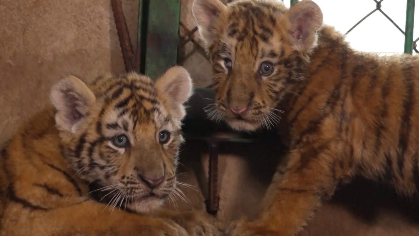 Di antara tempat-tempat yang memperkenalkan anak harimau baru kepada pengunjung untuk pertama kalinya adalah Kebun Binatang Wangcheng Park di Kota Luoyang di provinsi Henan