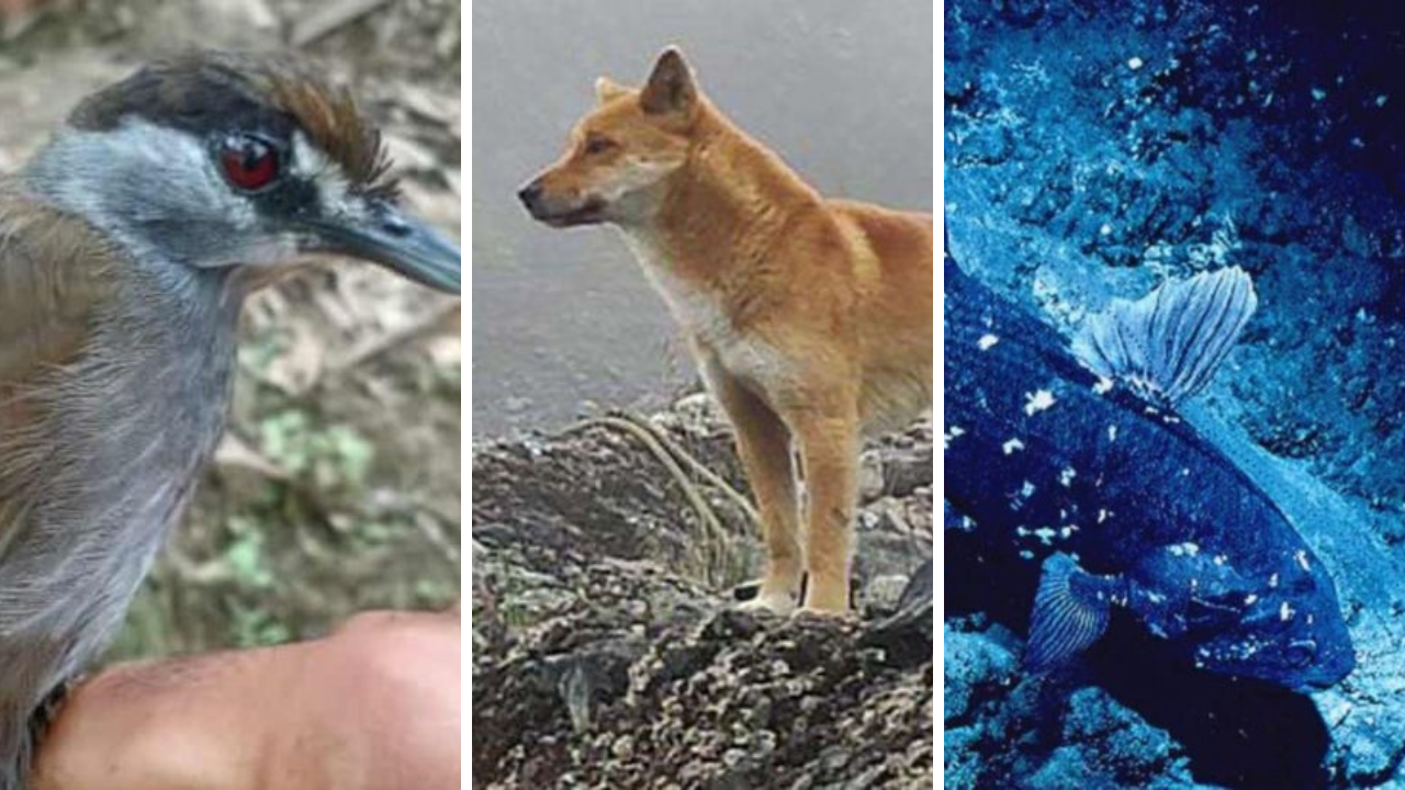 Walaupun belum ada pembuktian secara pasti seperti tangkapan foto penampakan harimau jawa ini