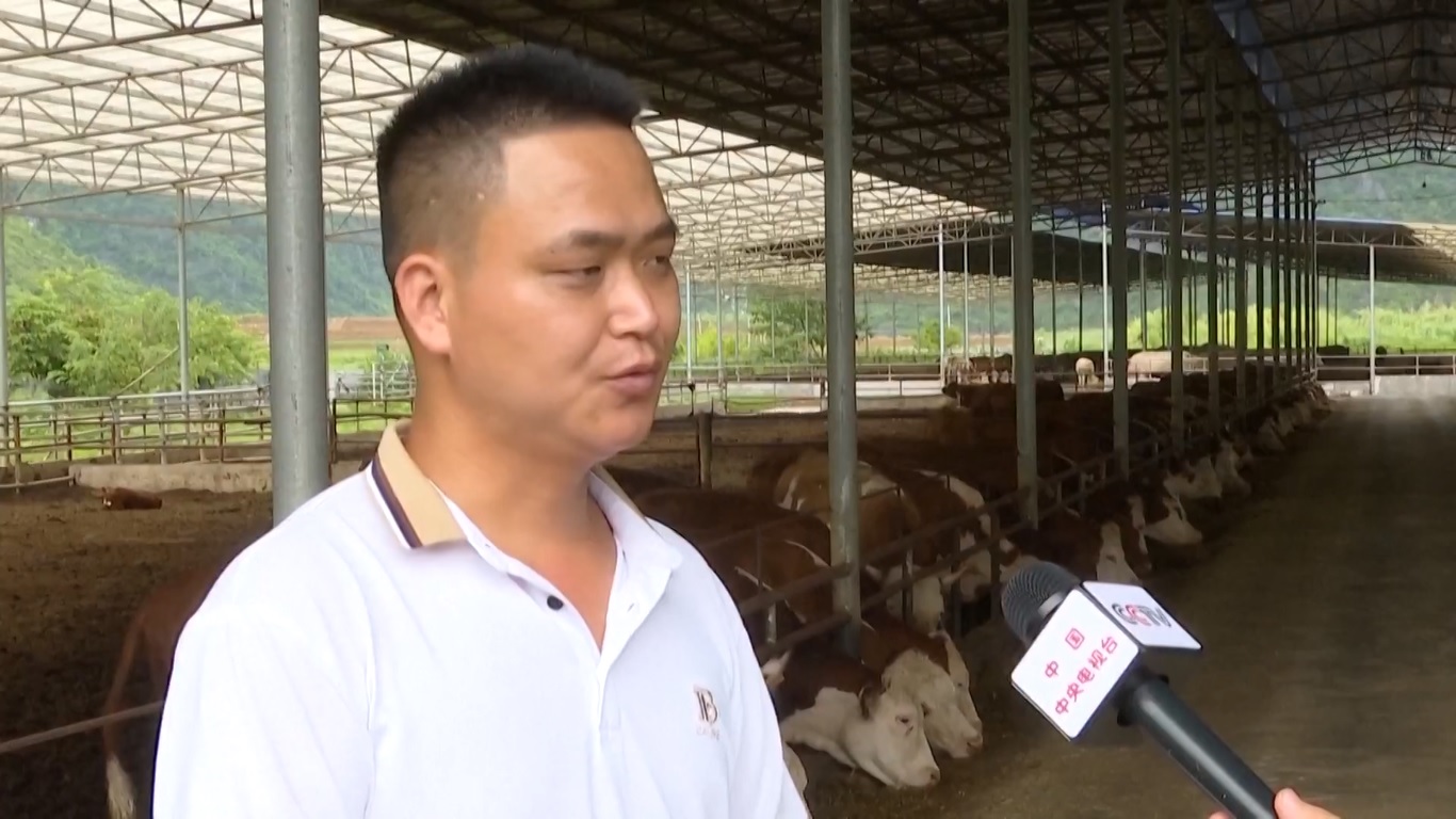 Menghadapi penurunan harga sapi yang tidak terduga ini