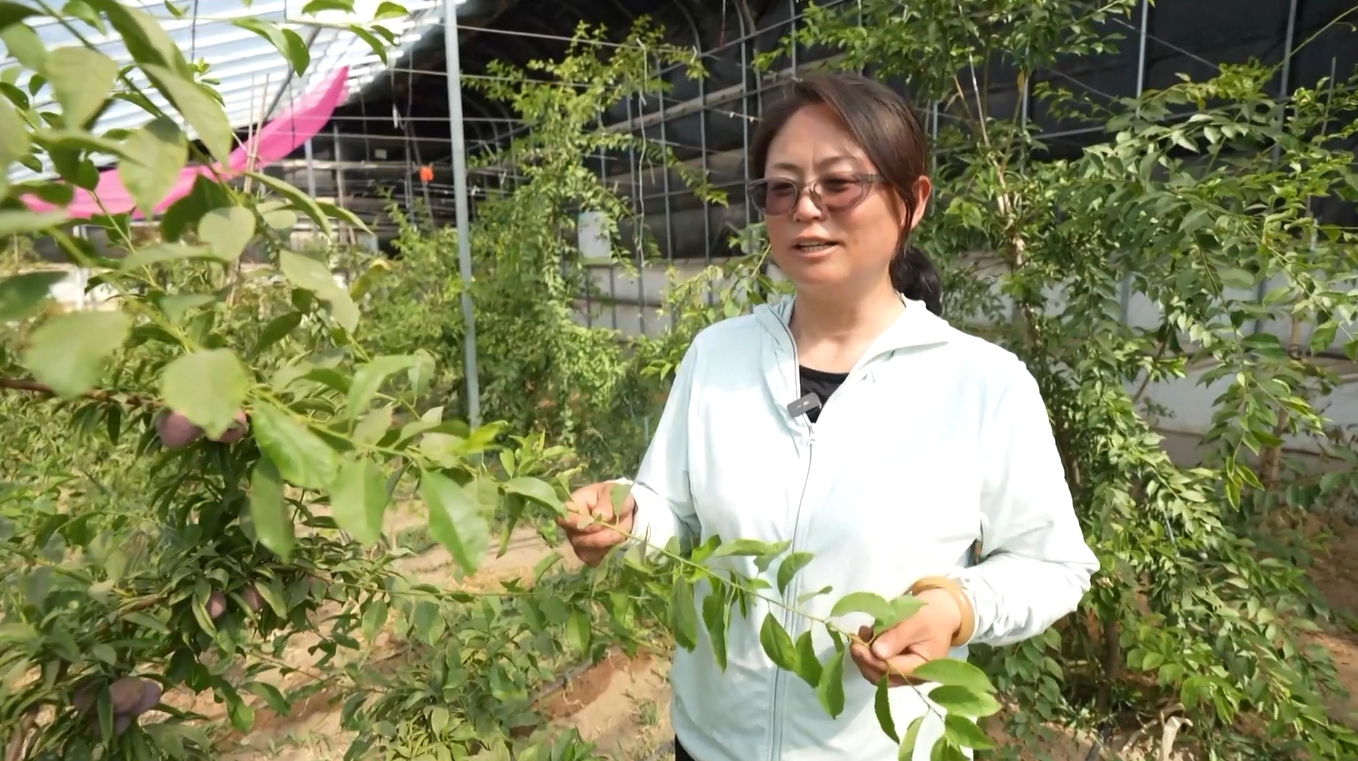 Kemitraan Fujian-Ningxia Membantu Petani Memimpin Komunitasnya menuju Kemakmuran