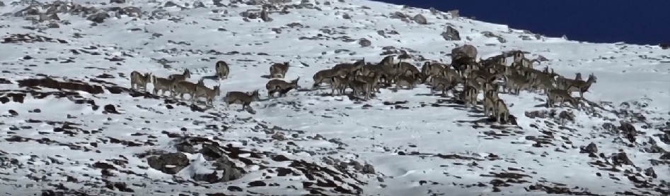 Ini adalah pertama kalinya kawanan sebesar itu difilmkan di atas ketinggian lebih dari 4000 meter