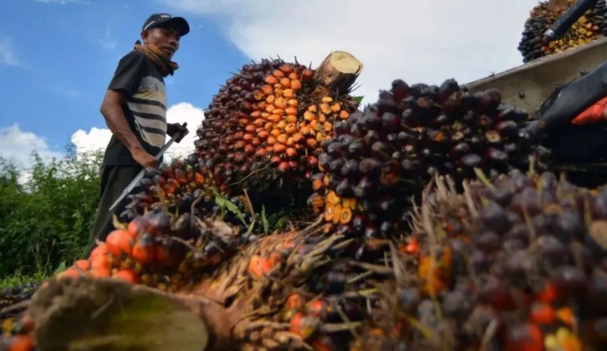 Penurunan HR CPO disebabkan beberapa faktor salah satunya penurunan permintaan dari negara importir utama yaitu India dan Tiongkok