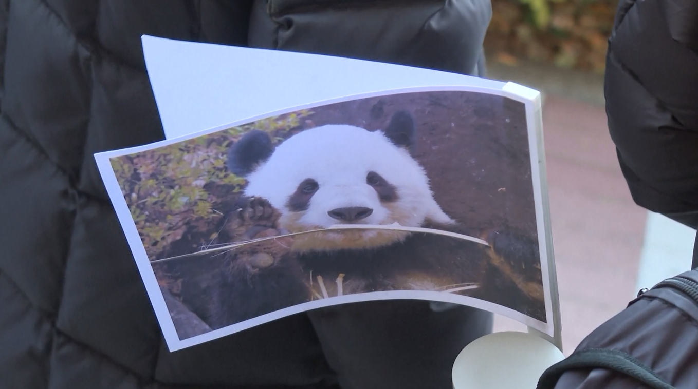 Dua Panda Terakhir di Jepang Kembali ke Tiongkok