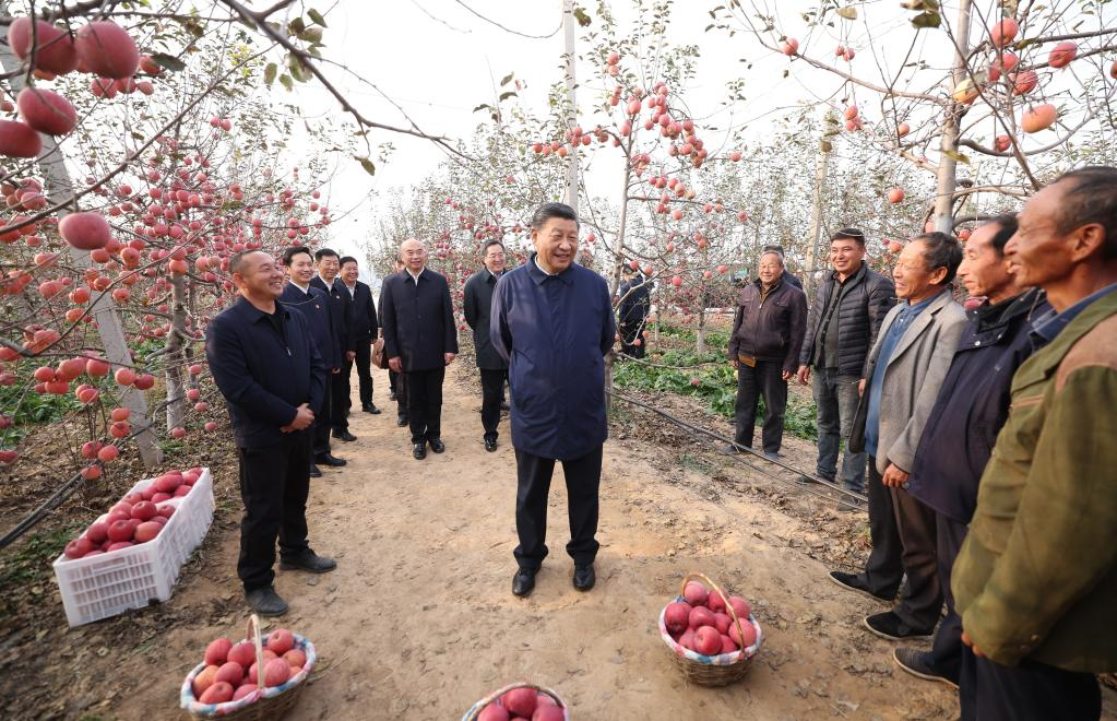 Xi Jinping mendatangi kebun buah apel  untuk meninjau panen raya di Desa Nangou