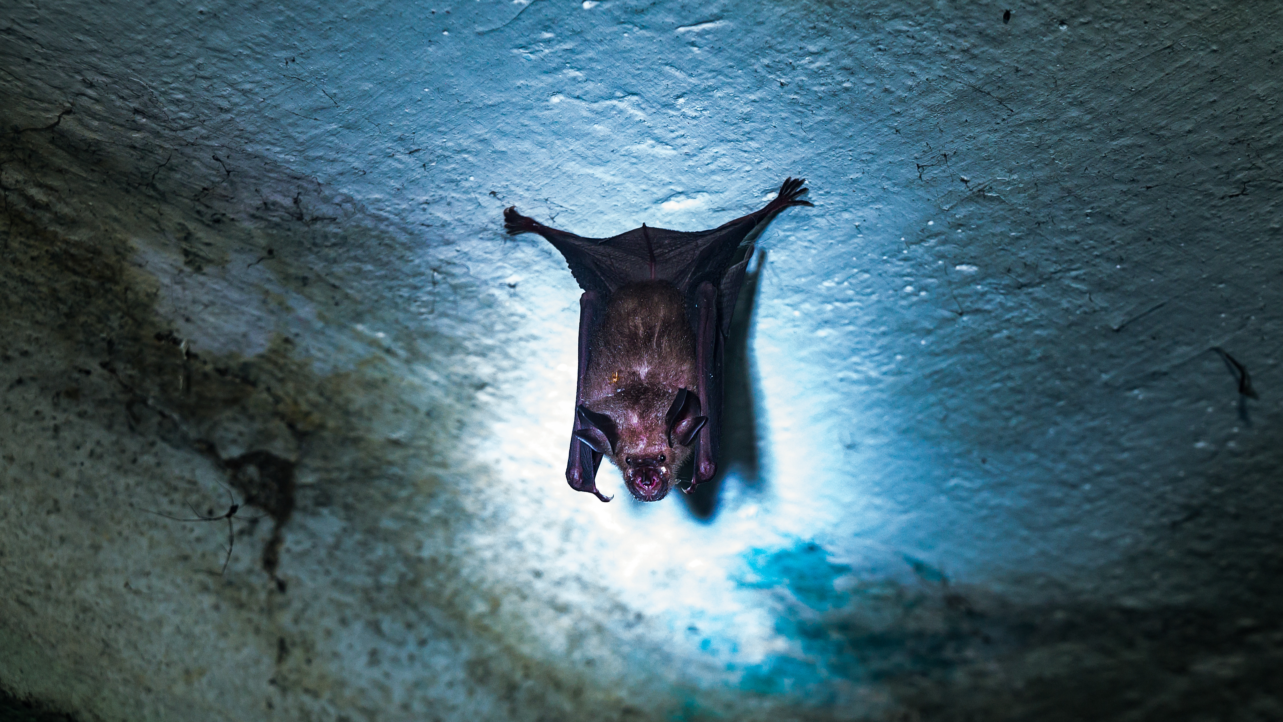 India Melaporkan Kasus Virus Nipah,  Negara Tetangga Tingkatkan Pemeriksaan