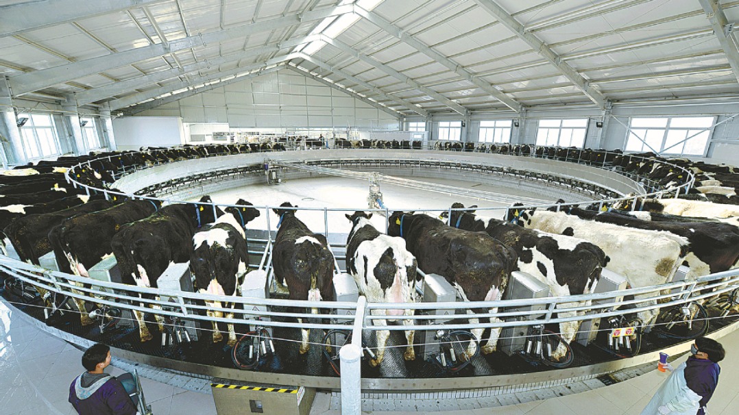 Tekanan panas dapat sangat mengganggu atau menyebabkan ketidakseimbangan termal dalam tubuh sapi