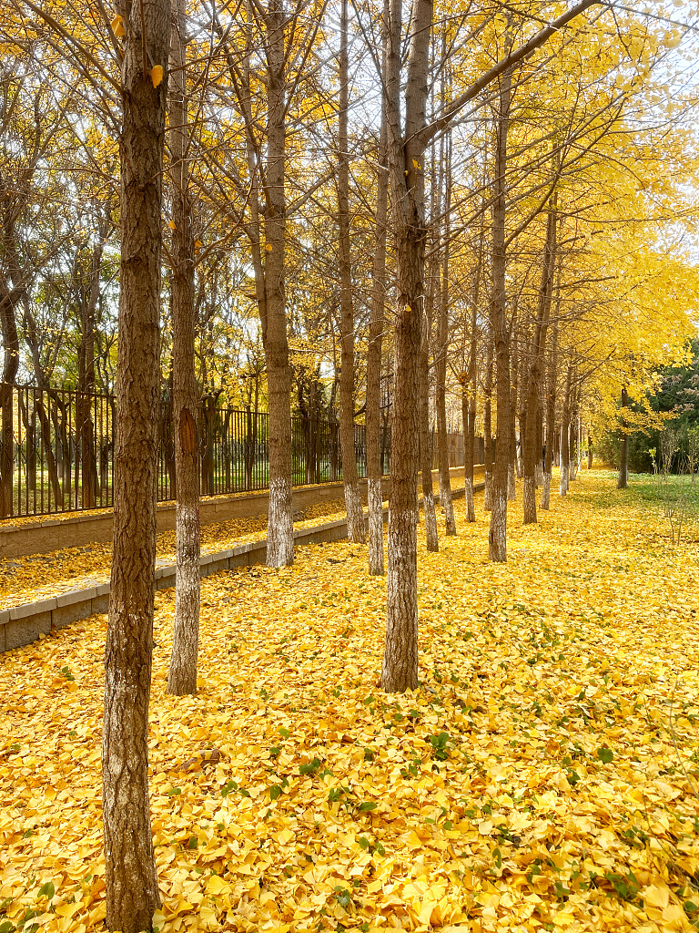 Pohon ginkgo di seluruh Beijing berubah menjadi warna keemasan yang indah pada bulan November dan menjadi daya tarik utama di berbagai taman dan pinggir jalan
