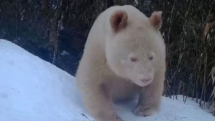 Seekor panda raksasa albino yang langka telah terlihat lagi di kawasan hutan di Tiongkok  barat daya setelah puluhan tahun tak terlihat