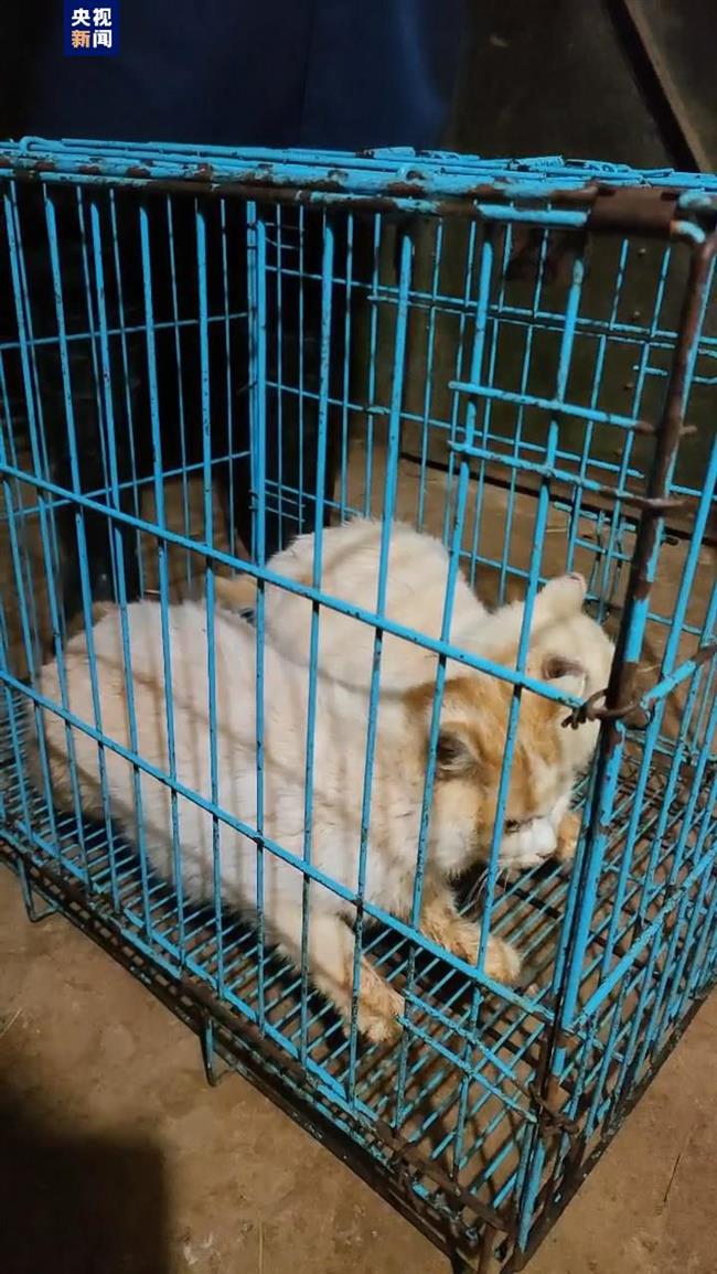 Kebun binatang menugaskan Sekolah Tinggi Kedokteran Hewan Universitas Pertanian Yunnan untuk melakukan pemeriksaan komprehensif