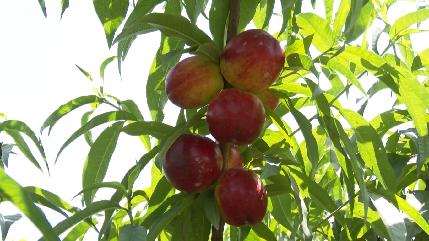 Industri ini juga berhasil mendorong pariwisata pedesaan dengan menarik wisatawan untuk memetik buah-buahan yang lezat dengan aroma yang menggoda