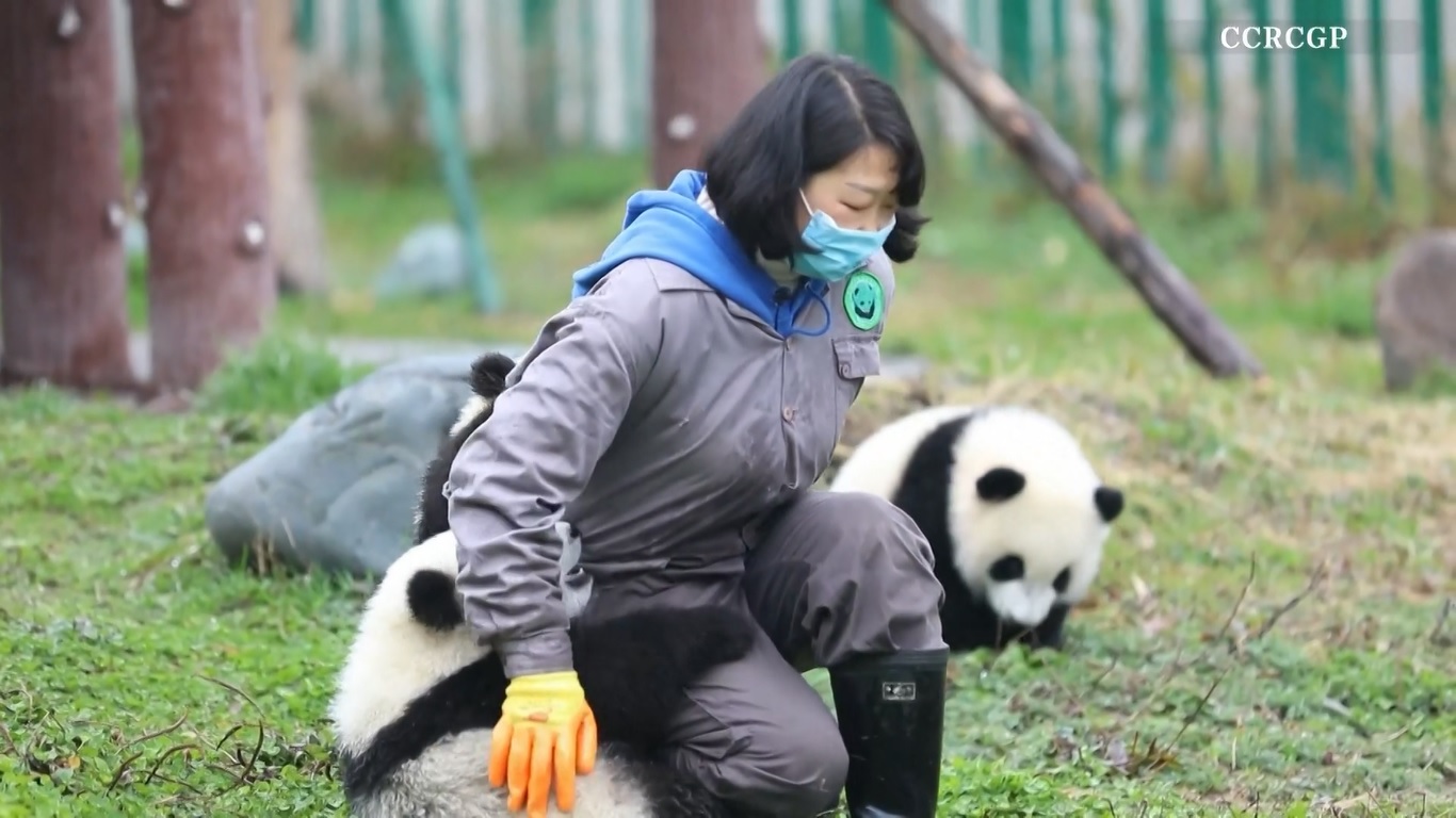 Interaksi yang menggemaskan itu terjadi di Pusat Konservasi dan Penelitian Panda Raksasa Tiongkok di Provinsi Sichuan