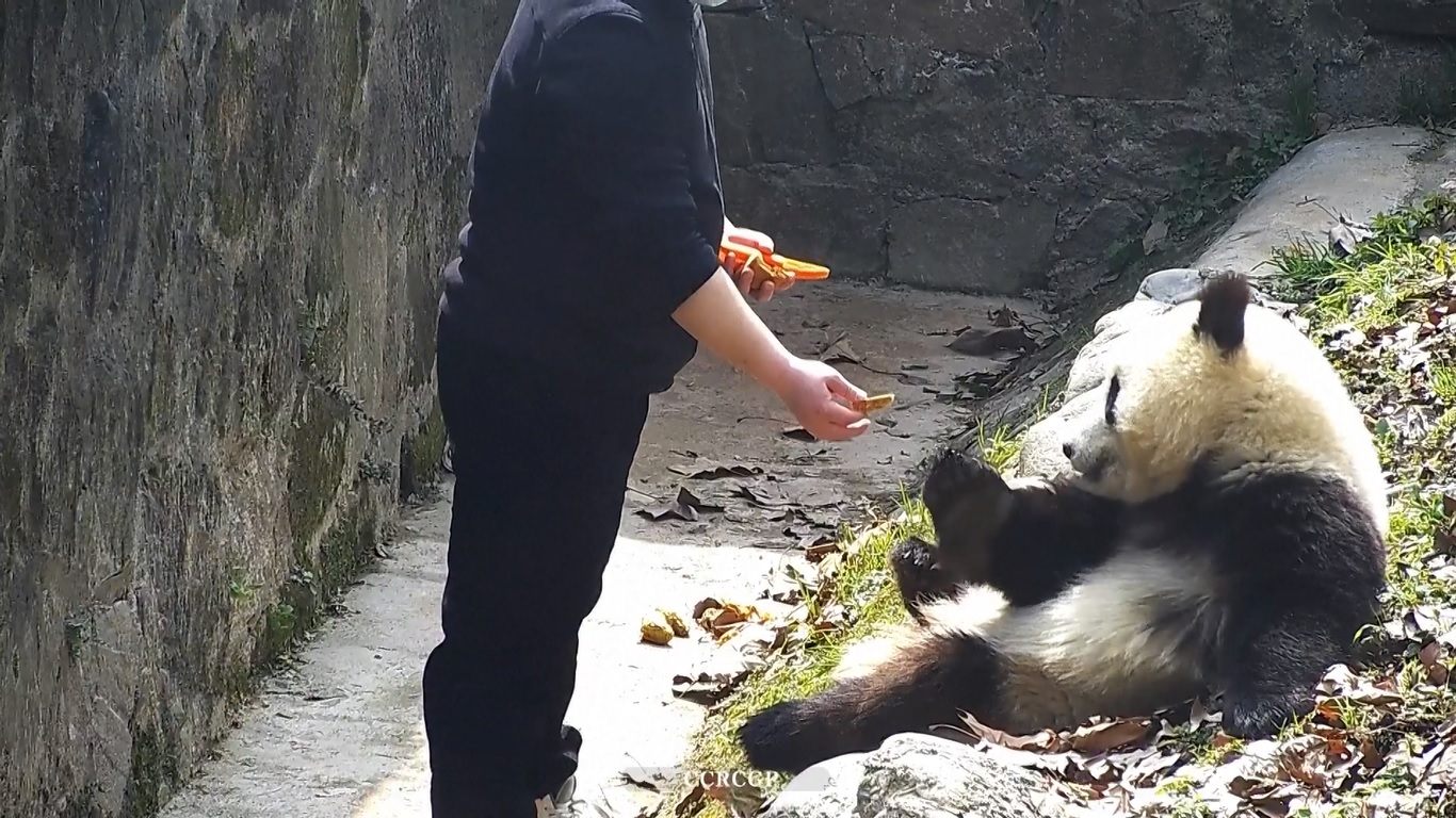 Panda itu hanya berguling dan menutupi wajahnya seolah berkata tinggalkan aku sendiri