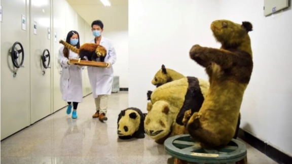 China West Normal University  merupakan universitas yang paling awal dan paling berpengaruh yang melakukan penelitian di bidang ekologi panda raksasa liar