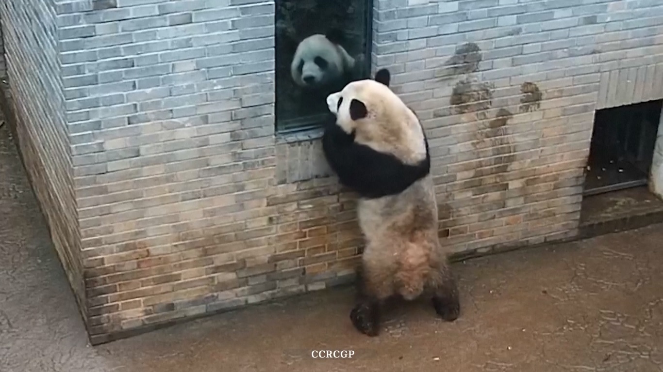 Dalam rekaman tersebut