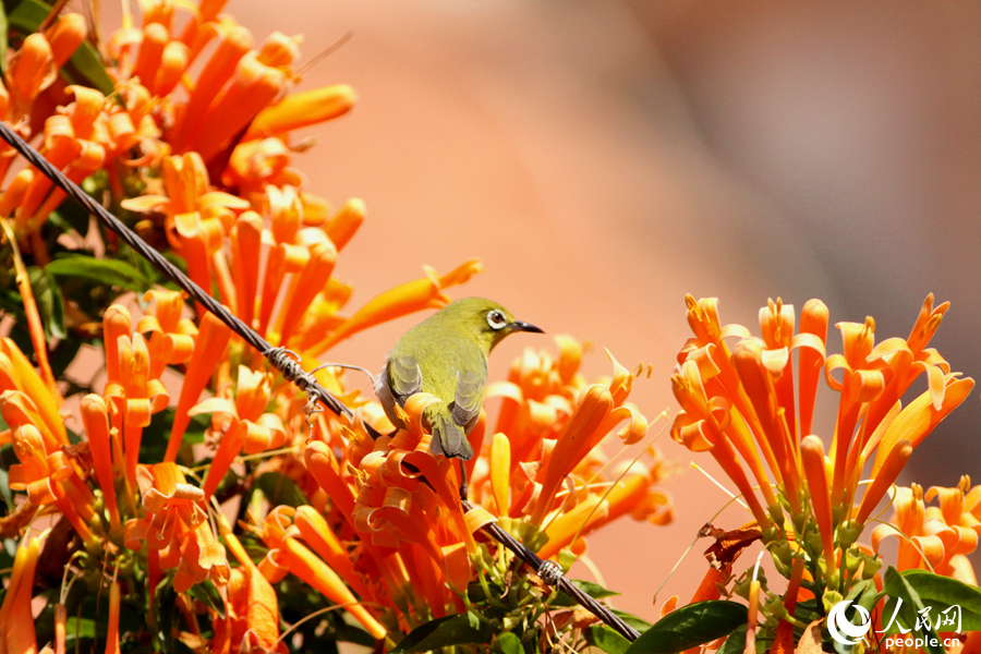 Xiamen telah lama menyandang predikat sebagai studio foto alami Setiap kali musim berbunga tanaman terompet oranye akan menarik kerumunan para fotographer