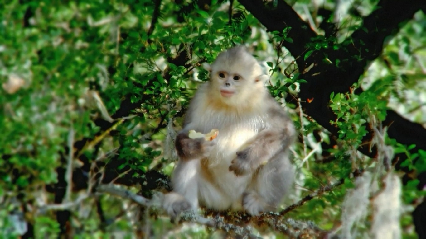 Dijuluki sebagai peri gunung salju