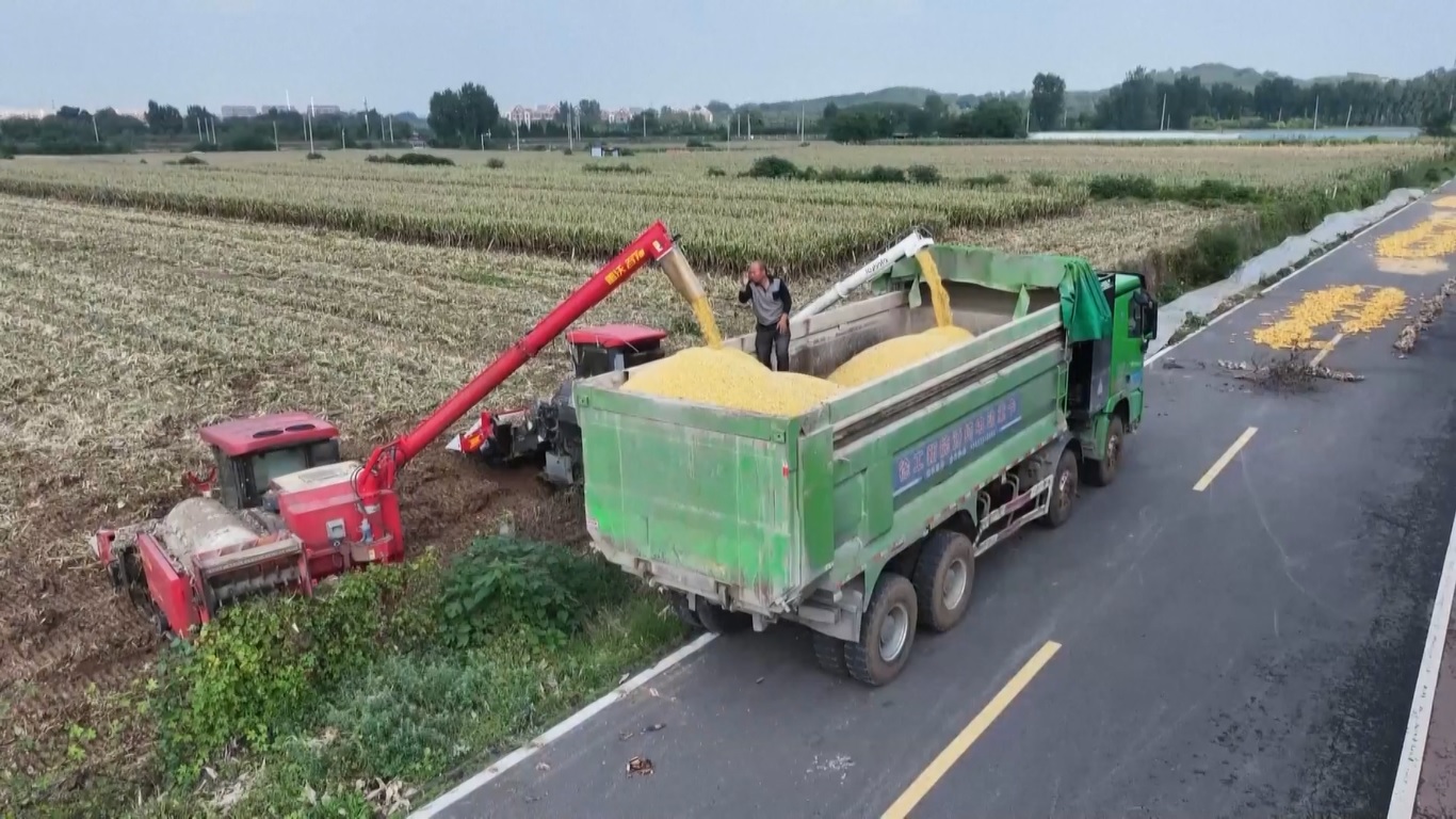 Tiongkok Selesaikan Hampir 70 Persen Panen Gandum Musim Gugur karena Wilayah-wilayah Utama Percepat Kemajuan