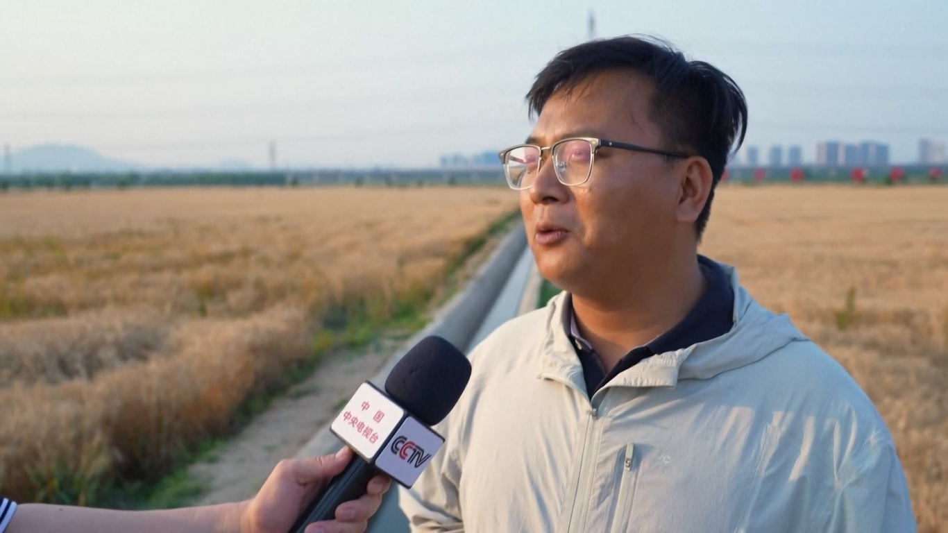 Menjelang musim panen gandum