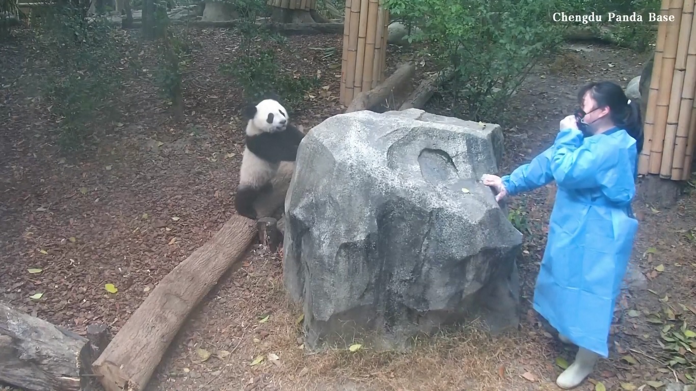 Anak panda dengan bulu hitam dan putihnya yang halus