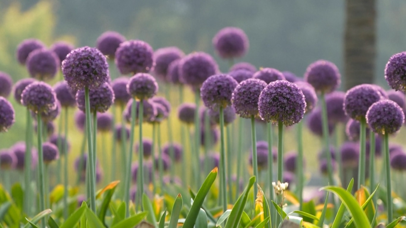 Genus allium termasuk bahan umum di dapur seperti bawang merah